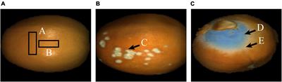 Hyperspectral dimension reduction and navel orange surface disease defect classification using independent component analysis-genetic algorithm